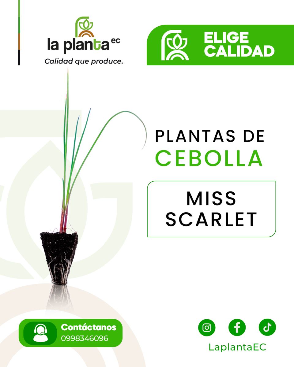 Cebolla La Planta EC