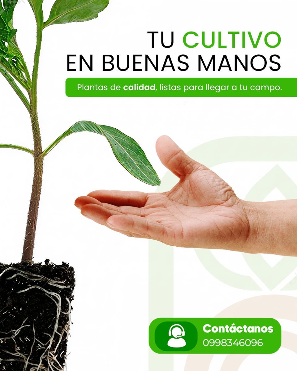 Plántula saludable de La Planta EC