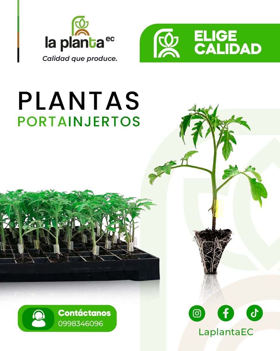 Plantas injertadas La Planta EC