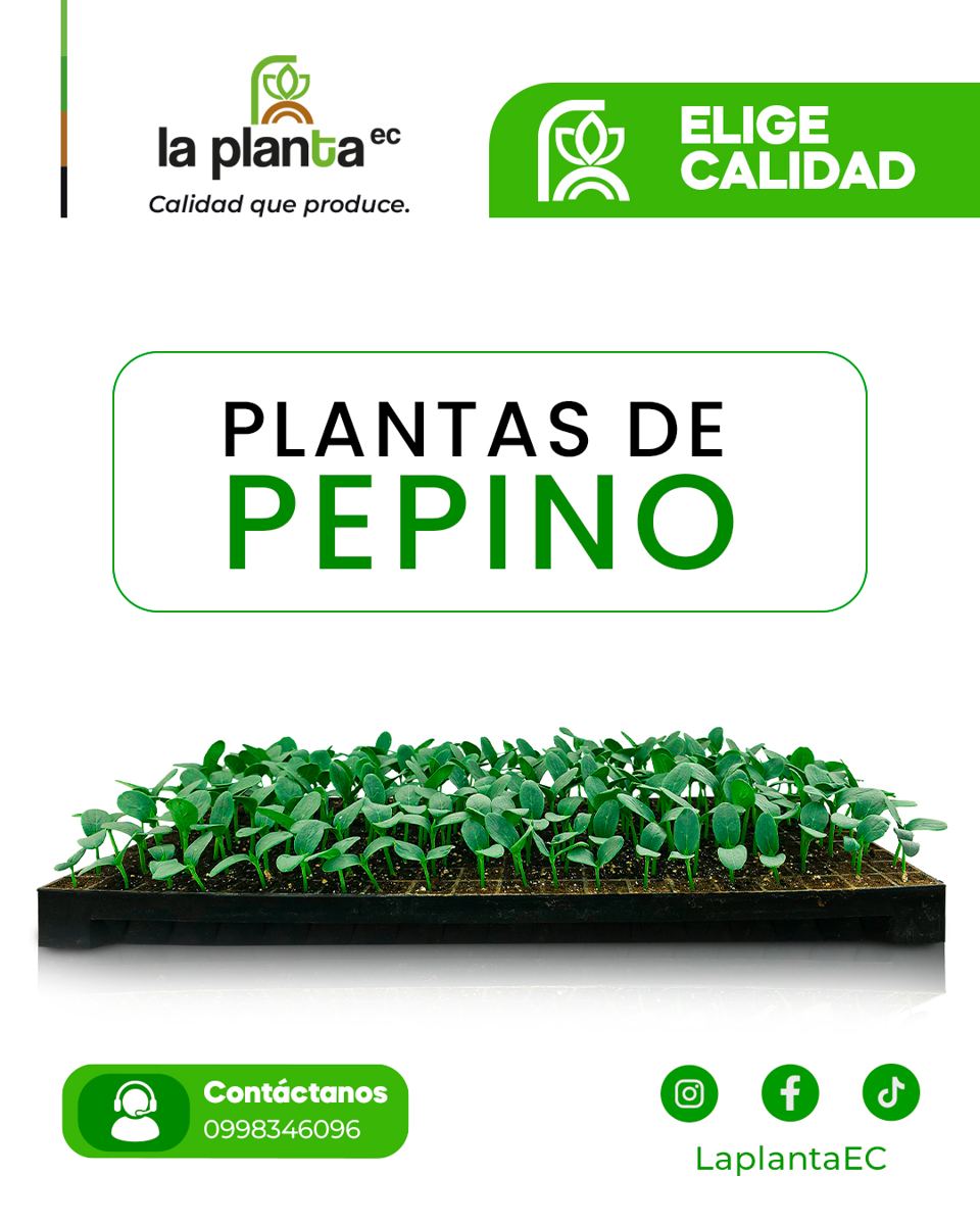 Pepino La Planta EC