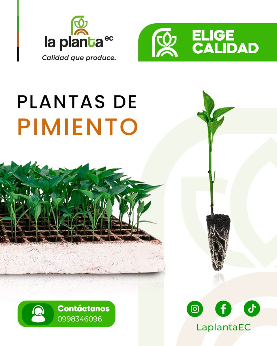 Pimiento La Planta EC