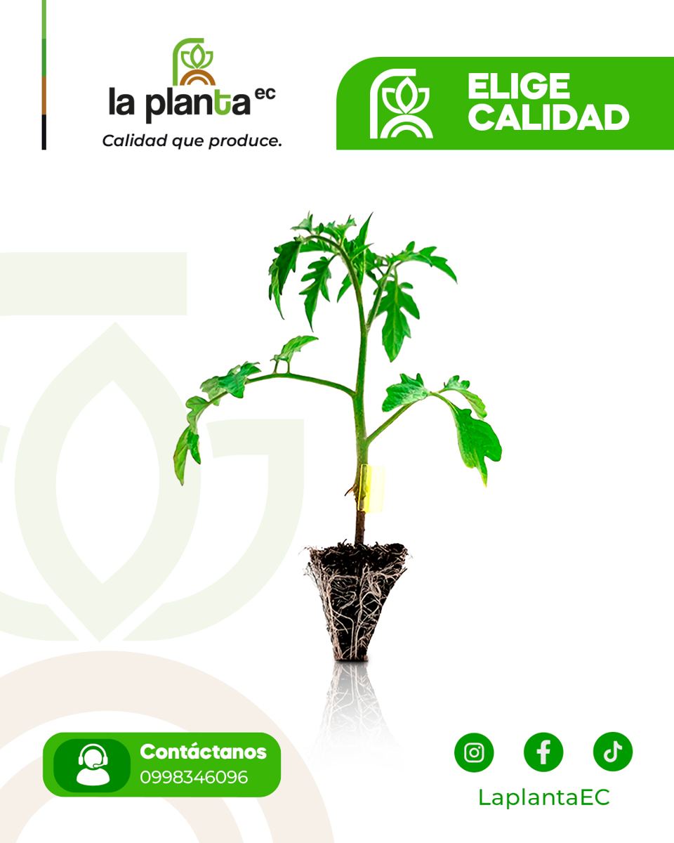 Sistema radicular desarrollado de una plántula