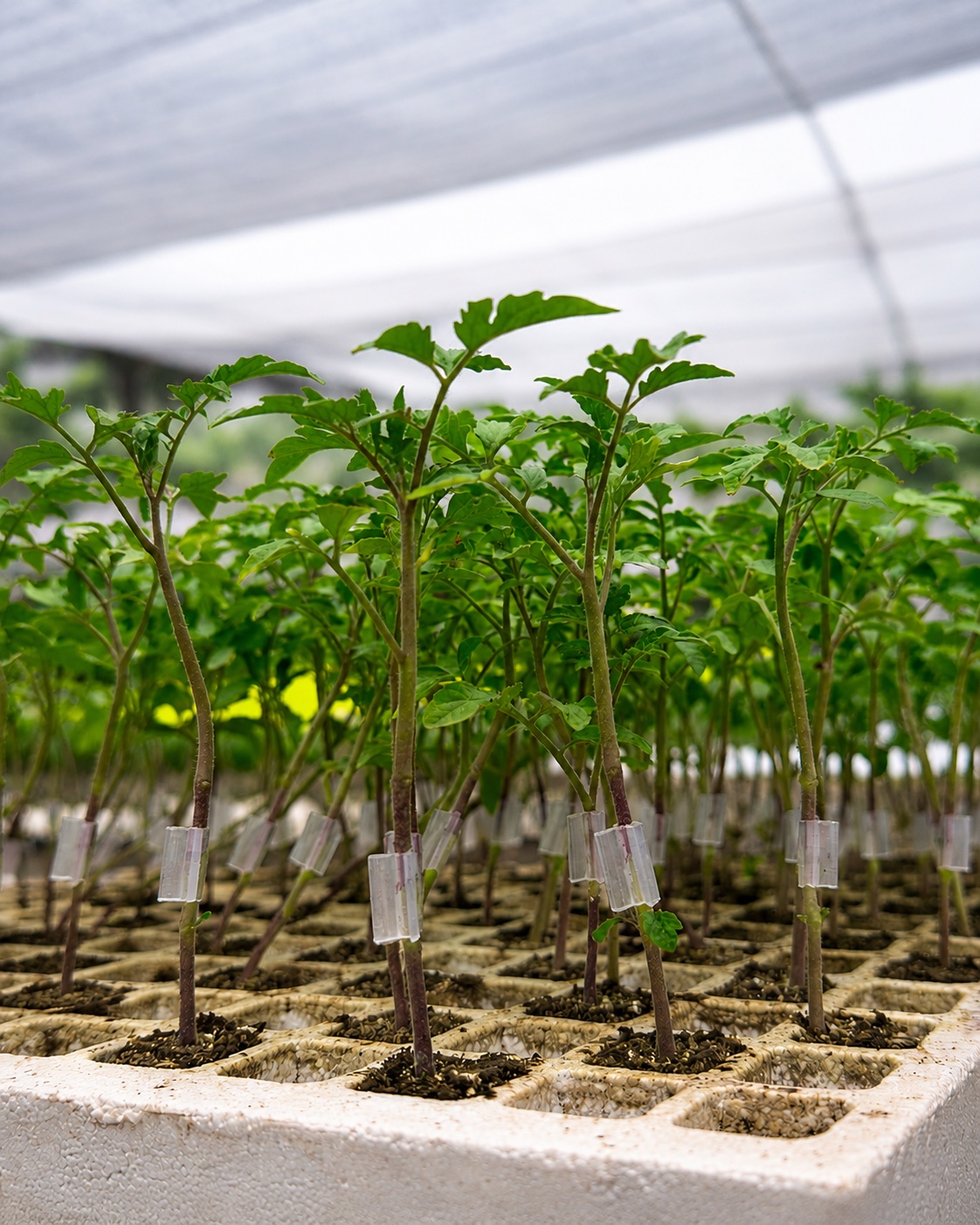 Plantas injertadas saludables de La Planta EC