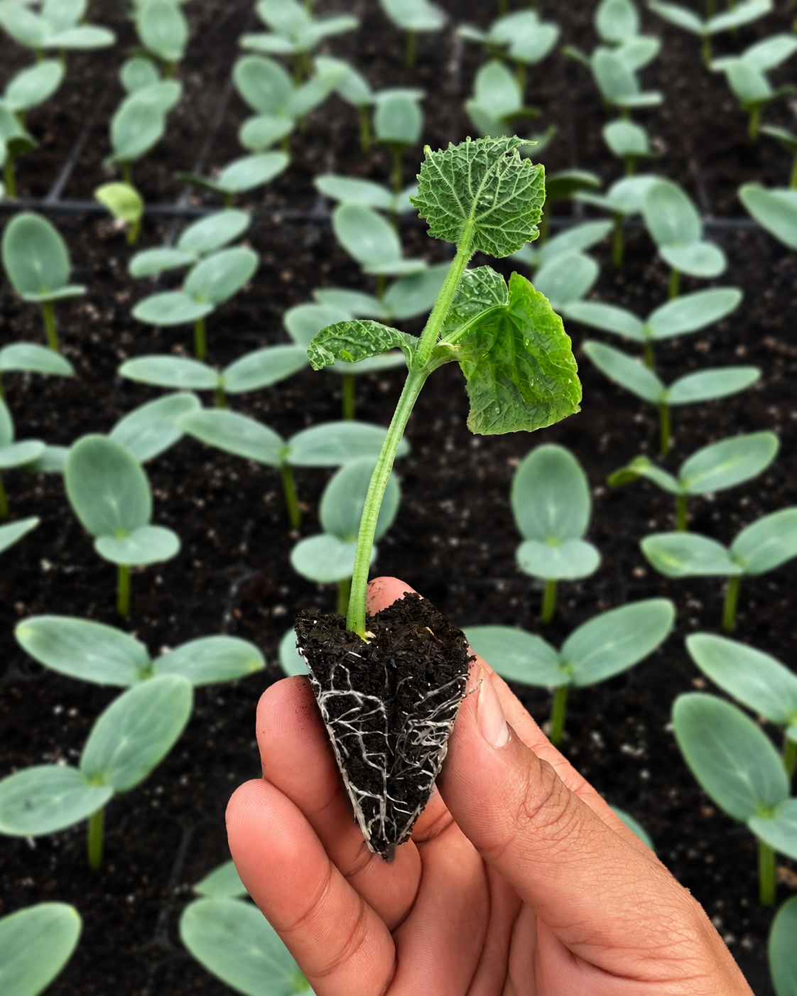 Planta con raíces saludables y desarrolladas